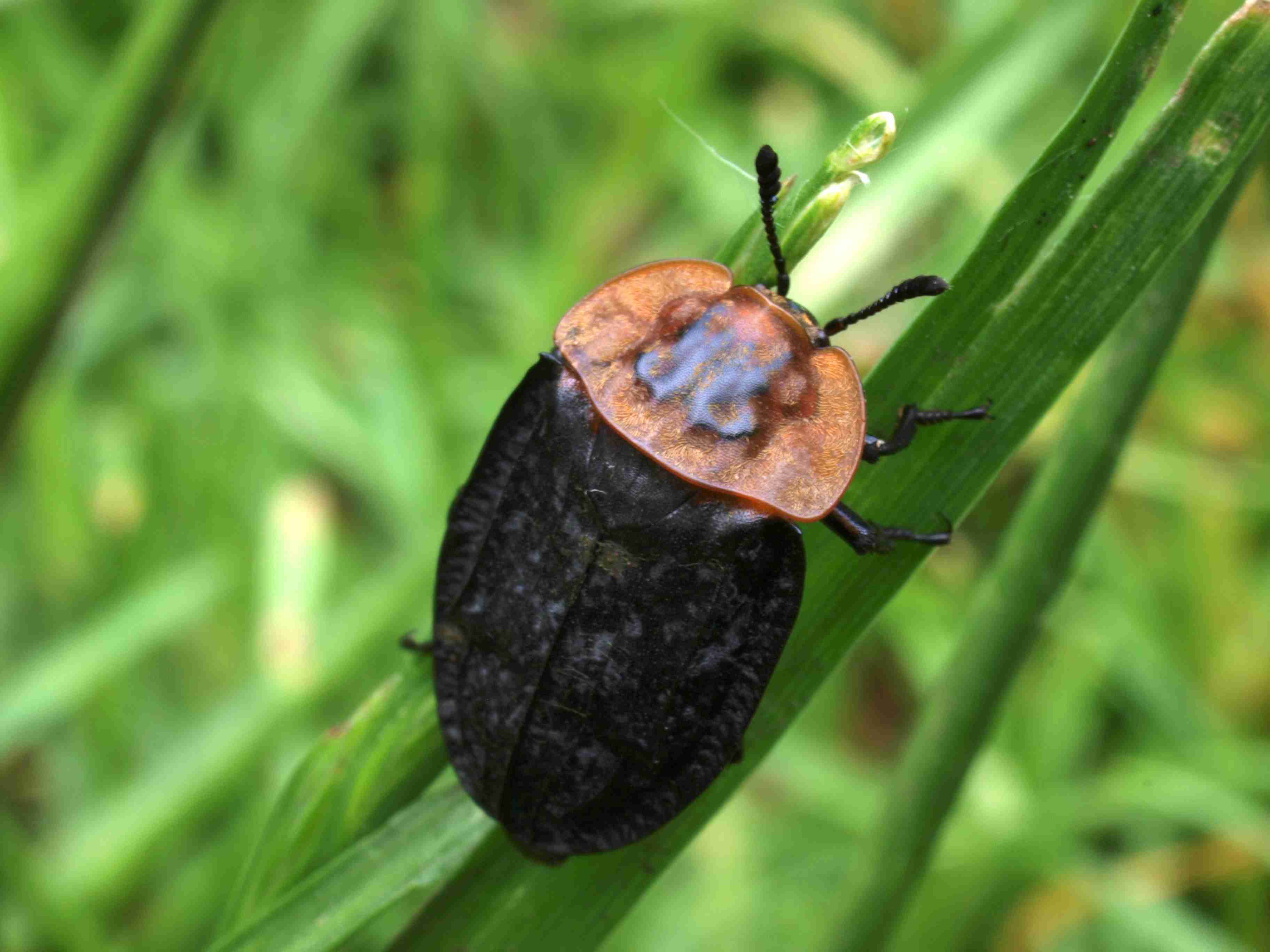 DEATH INTO DINNER