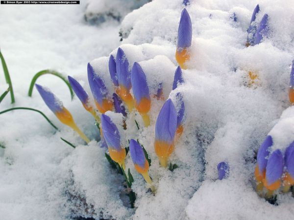 CROCUS LOVE: THE TRUE MESSENGER OF SPRING