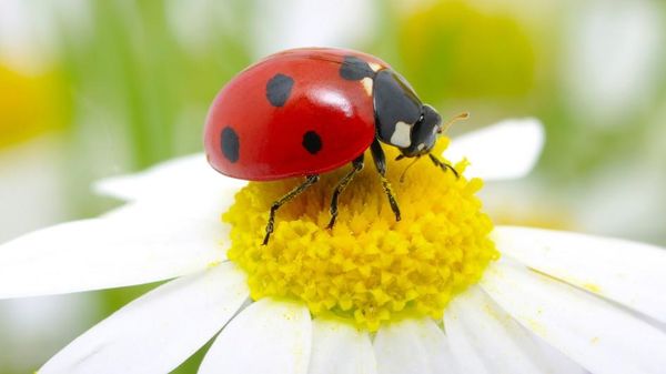 LILY THE LADYBUG