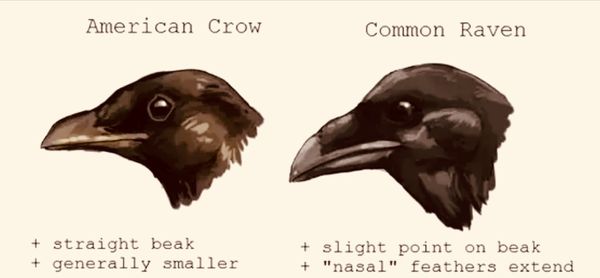 RAVEN VS CROW: SACRED STORIES AND SOUNDS